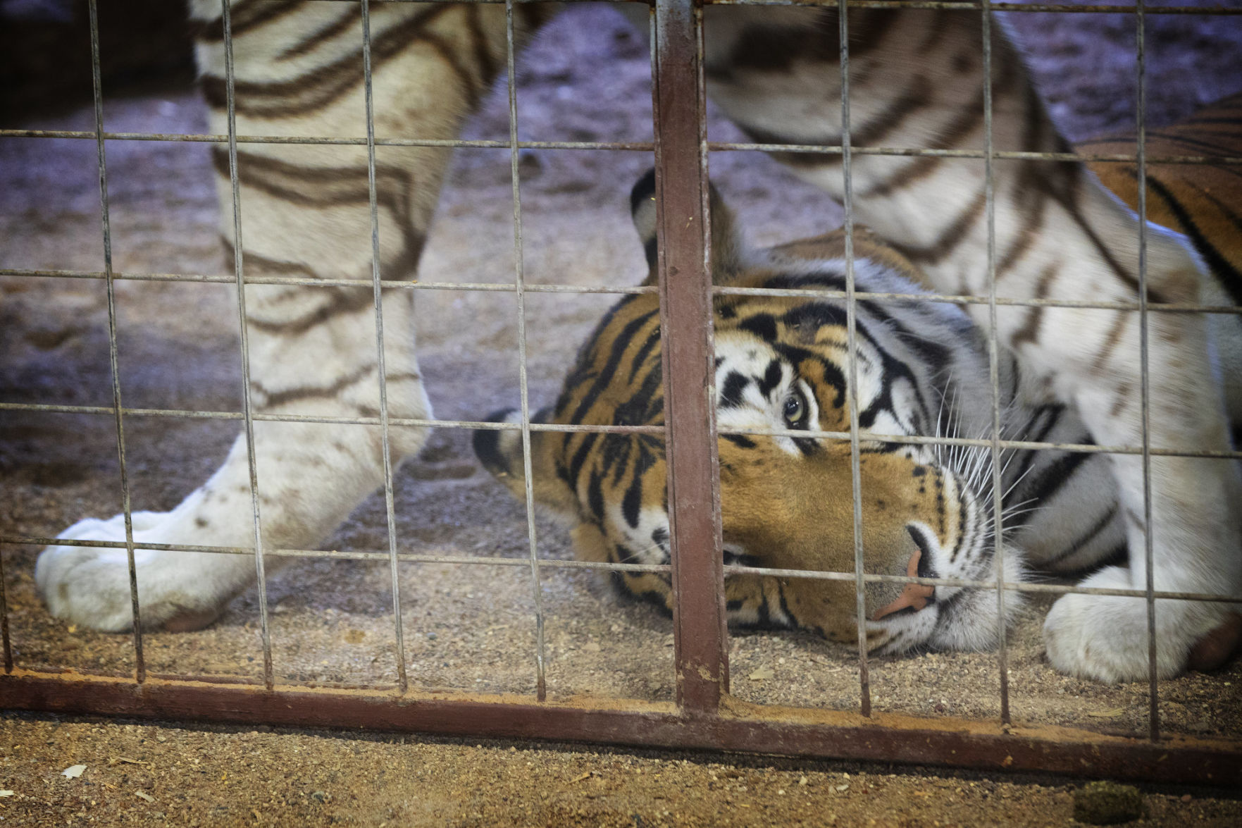 Al Amin Shrine Circus